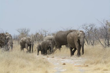 Afrika fili Namibya Ulusal Parkı 'nda çamurda yürüyor.