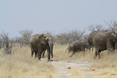 Etoşa Ulusal Parkı 'ndaki filler Afrika