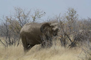 Kenya savanındaki fil
