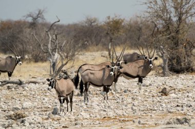 Namibya 'da Etoşa' nın su birikintisi