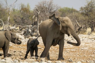 Ulusal parktaki fil ailesi.