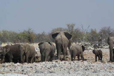 Namibya 'daki Etoşa Ulusal Parkı' nda filler