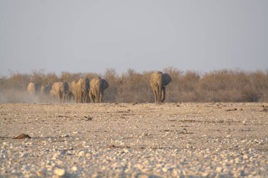 Afrika fili, Loxodonta Africana, Etoşa Ulusal Parkı, Namibya 'daki kuru kumun üzerinde duruyor..