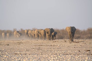 Etoşa Ulusal Parkı 'nda yürüyen Afrika filleri, Namibya