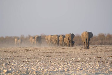 Namibya bozkırında bir grup fil