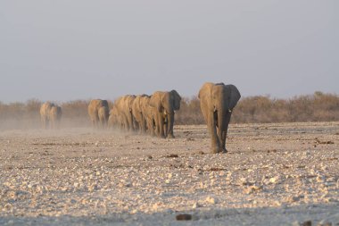 Etoşa Ulusal Parkı, Namibya 'da bir fil sürüsü.