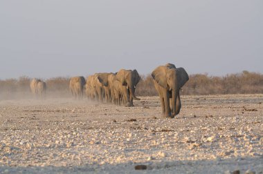 Fil etkin Milli Parkı'nda