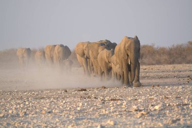 Çölde yürüyen bir grup fil.
