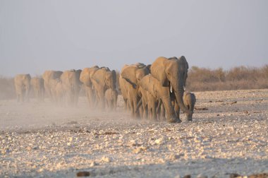 Namibya 'daki fil etosha