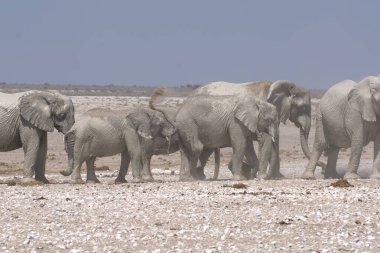 Etoşa safarisindeki fil.