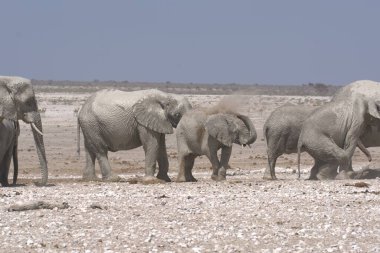Etoşa 'daki bir grup fil.
