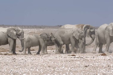 Etoşa 'daki bir grup fil.
