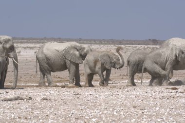 Afrika savanasındaki filler