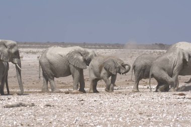 Yerde bir grup fil var.