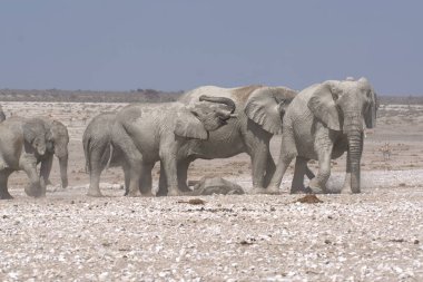 Etoşa parkındaki filler, namibya