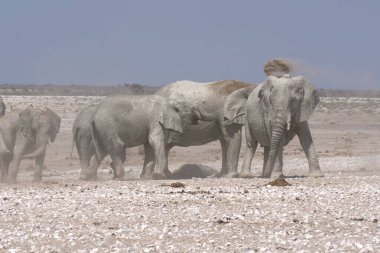Afrika 'nın bozkırındaki fil