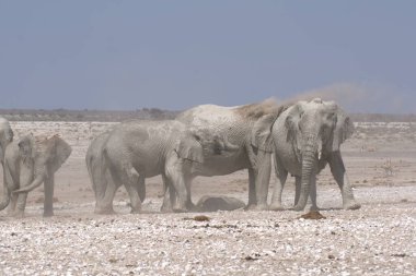 Afrika savanasındaki filler