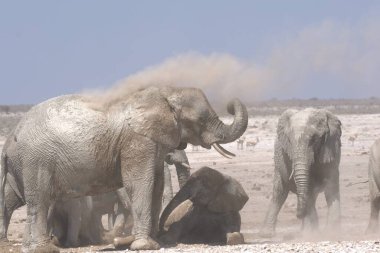 Etoşa Ulusal Parkı 'ndaki filler, Namibya