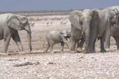 Fil ailesi (xodonus africana) Etoşa Ulusal Parkı, Namibya 'da yürüyor,