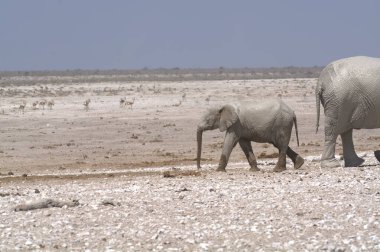 Namibya Afrika Filleri bir sürü