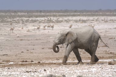 Afrika fili (loxodonta africana) Etoşa Ulusal Parkı, Namibya, Afrika 'da yürüyor