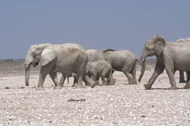 Bir grup Afrika fili kumsalda