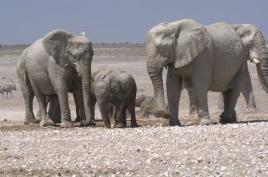 Fil, Afrika filleri, Dondonana