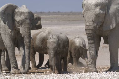 Çöldeki fil ailesi.