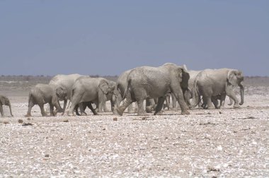Yasa dışı bir grup fil.