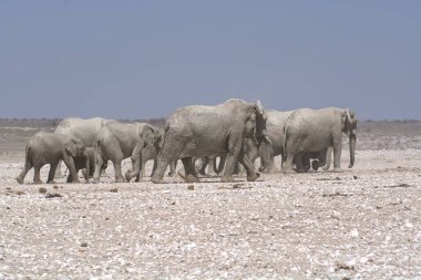 Nambia 'daki Etoşa Ulusal Parkı' nda bir grup fil.