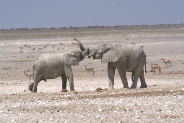 Fil ve Etoşa Ulusal Park Namibya