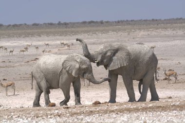 Etoşa Ulusal Parkı 'ndaki filler.