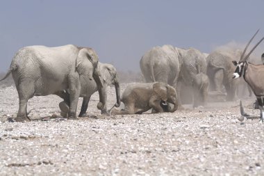 Kuru ve kuru çamurda yürüyen Afrika filleri sürüsü..