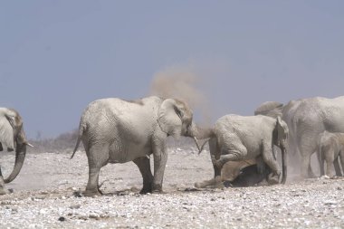 Etoşa Ulusal Parkı 'nda beyaz filler
