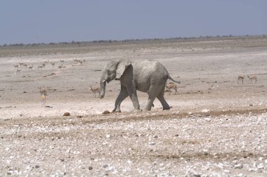 Doğal arka plandaki güzel Afrika fili.