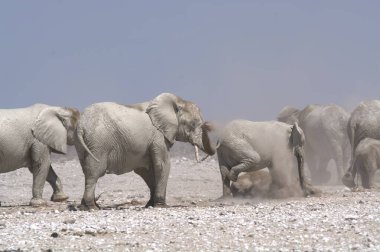 Etoşa 'daki vahşi Afrika filleri