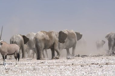 Çölde koşan beyaz vahşi atlar.