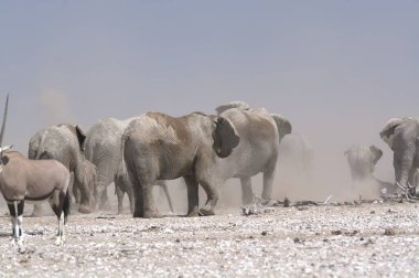 Afrika bozkırlarında bir grup vahşi fil.