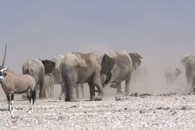 Beyaz ve siyah antiloplar, Etoşa Ulusal Parkı Namibya 'sındaki kuru otların arasında yürüyorlar.