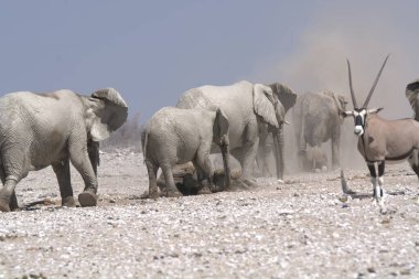 Beyaz Afrika fili (equus equus donta water hole )