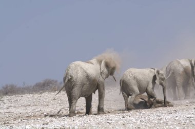 Etoşa Çölü Ulusal Parkı 'ndaki beyaz fil.
