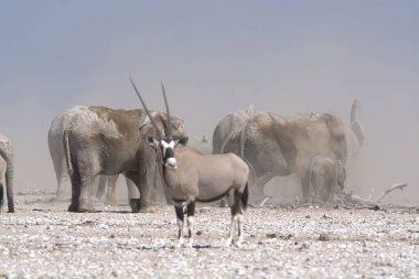 Doğanın güzel manzarası