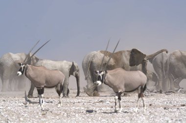 Çölde beyaz antilop
