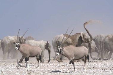 Bir grup vahşi Afrika hayvanı kumların üzerinde.