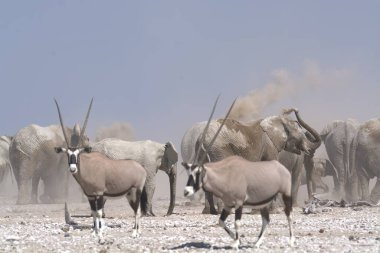 Kenya savanasında bir grup zevk.