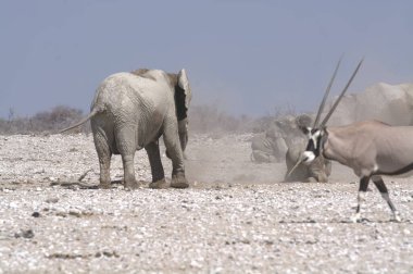 Savanadaki bir grup vahşi hayvan.