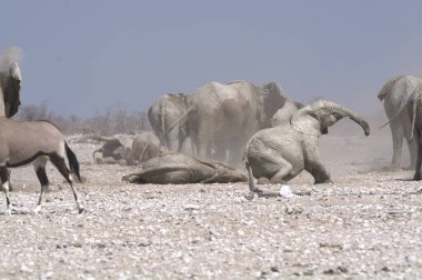 Fil ve Afrika savanı, etosha