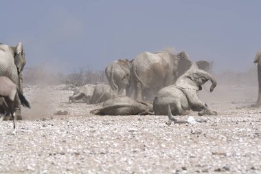 Namibya 'da yürüyen beyaz filler