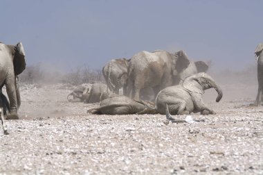 Çöldeki bir grup vahşi hayvan.