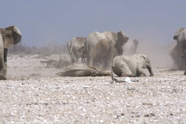 Çöldeki Afrika fili